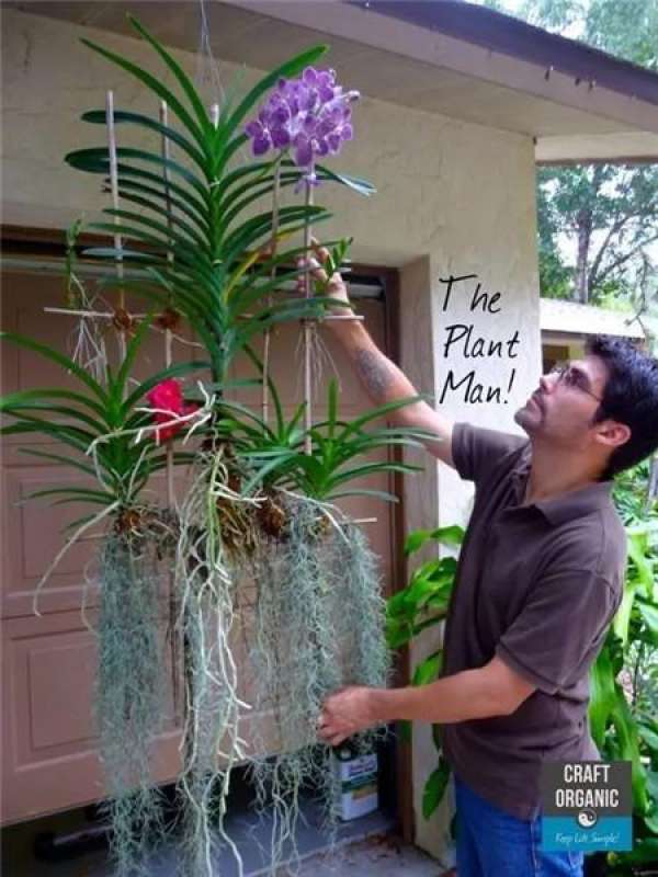 Orchid