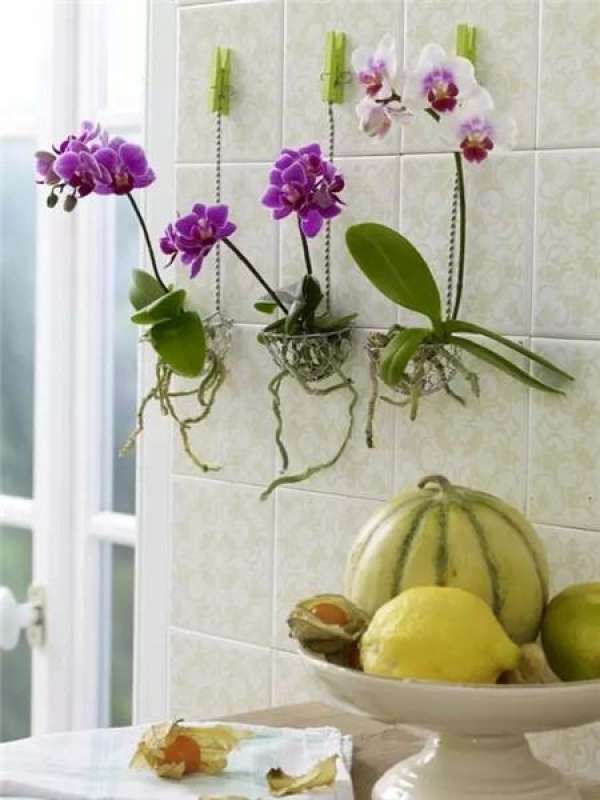 Orchid