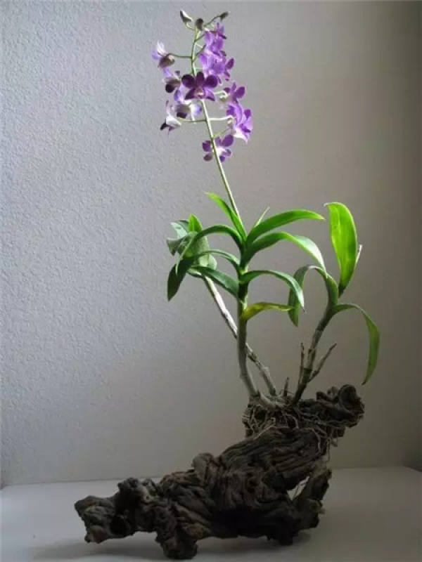 Orchid