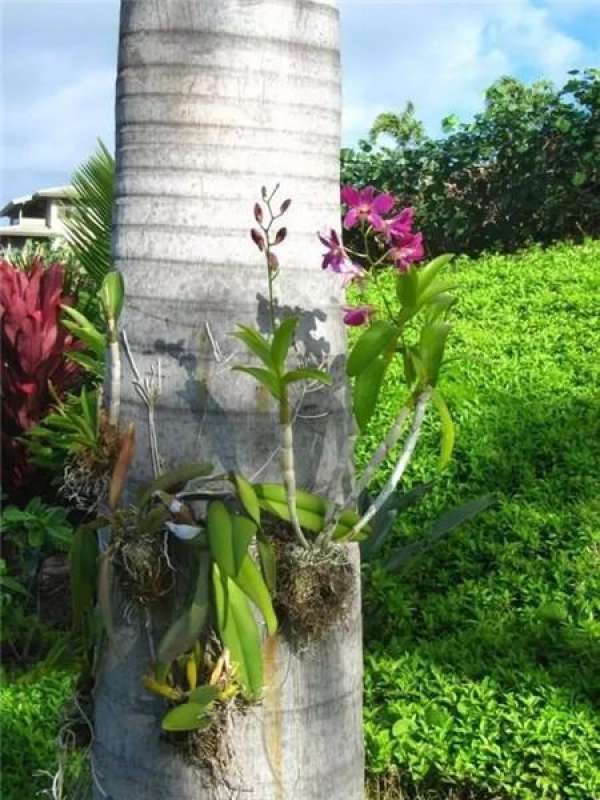 Orchid