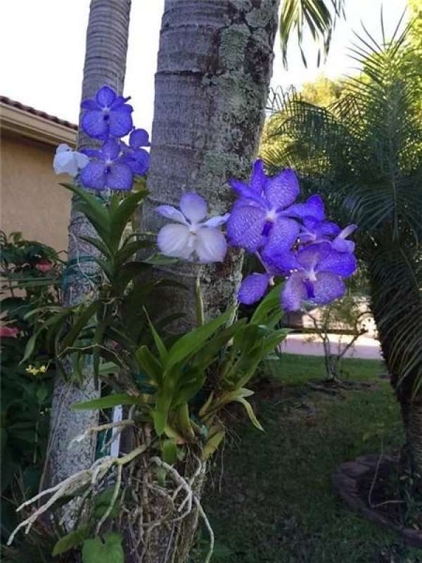 Orchid