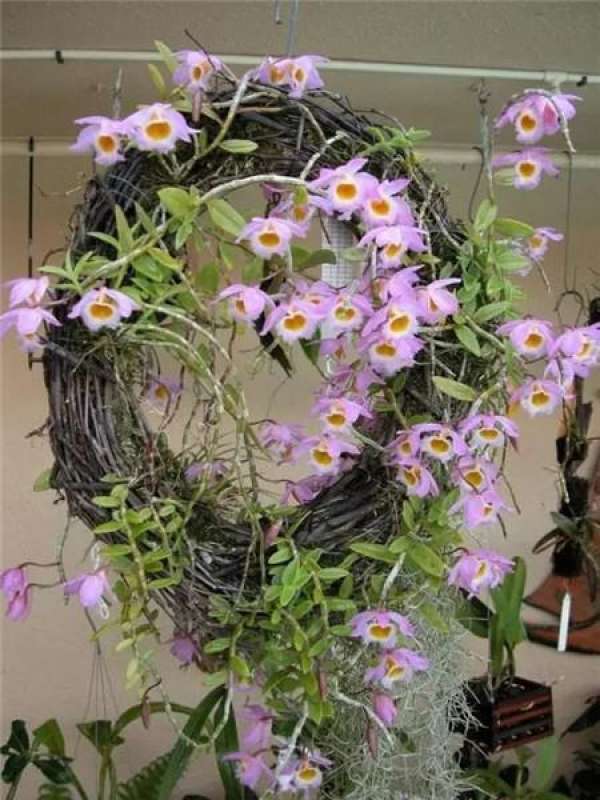 Orchid