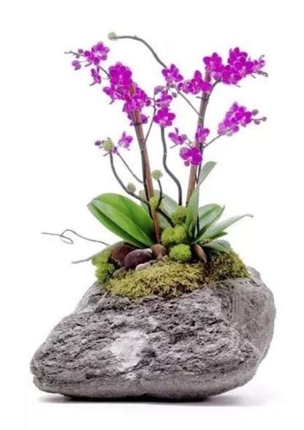 Orchid