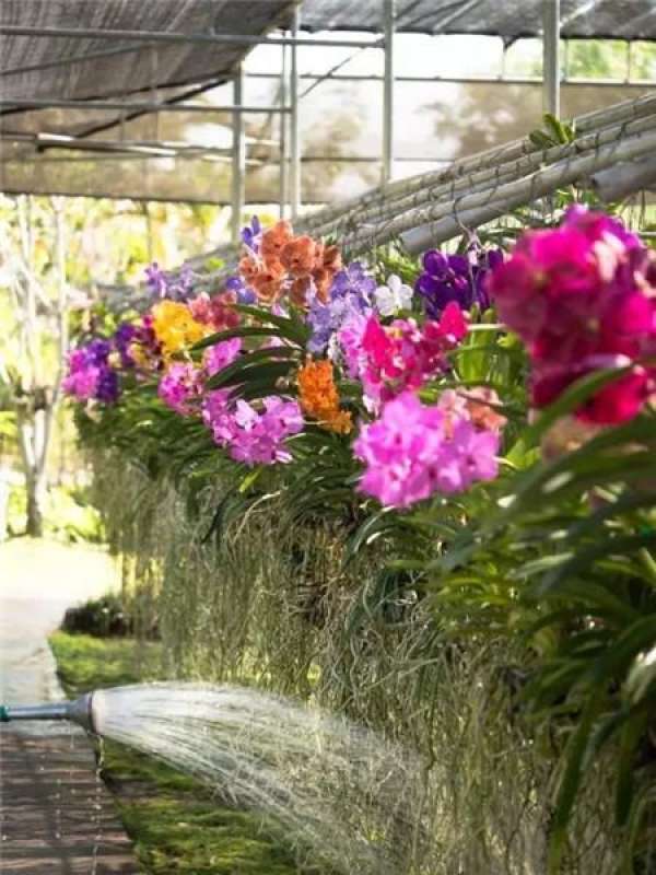 Orchid