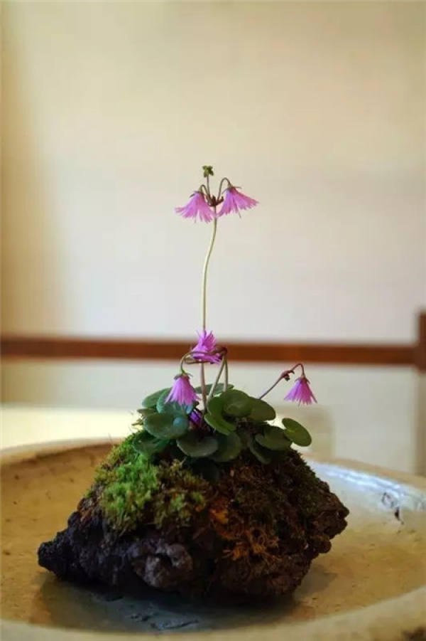 Moss