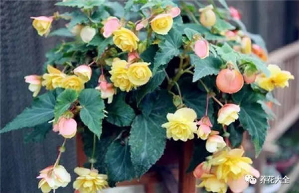 Begonia tuberhybrida