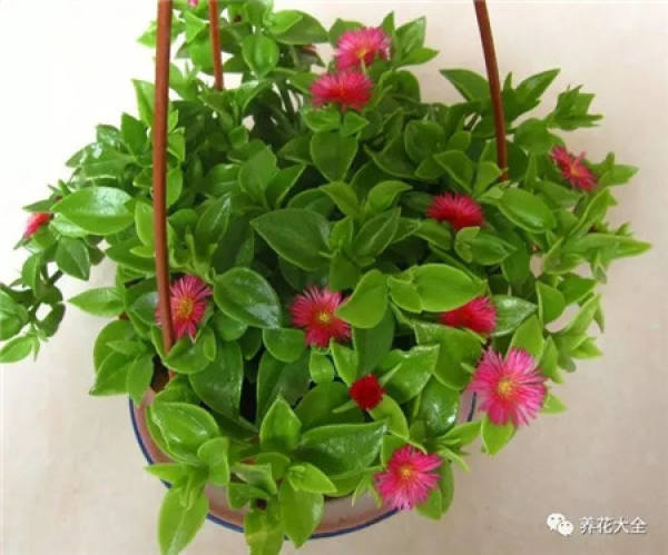 Begonia tuberhybrida