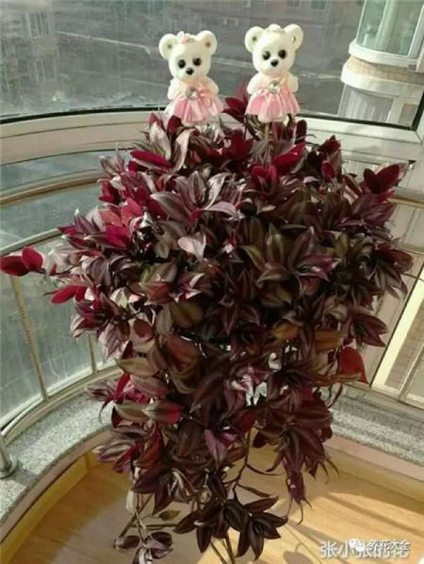 Begonia tuberhybrida