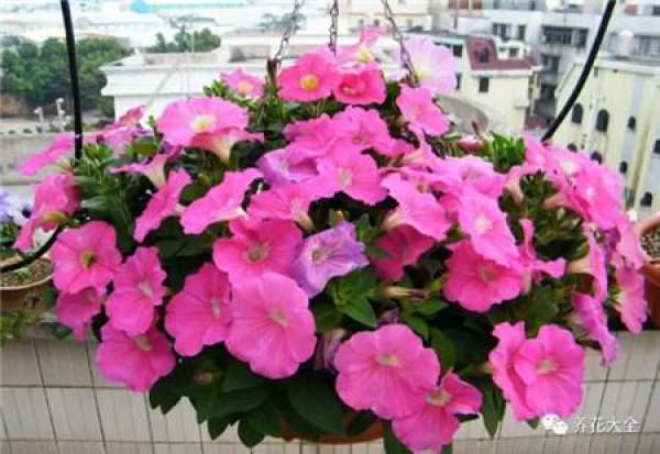Begonia tuberhybrida