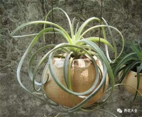 Air pineapple