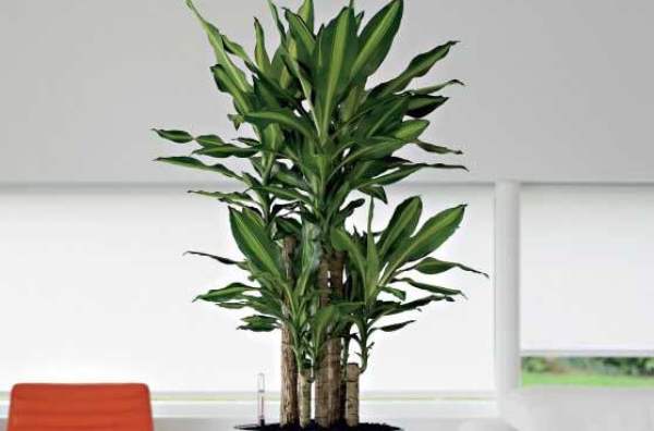 Method for overwintering brazilwood