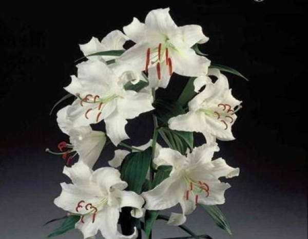 The Flower Language of Casablanca