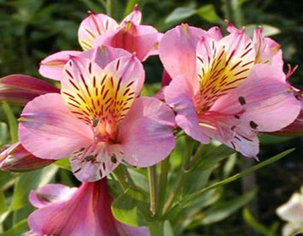 six flowering periods