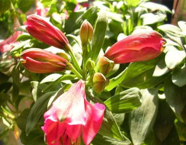 Requirement of temperature and light for Alstroemeria Alstroemeria