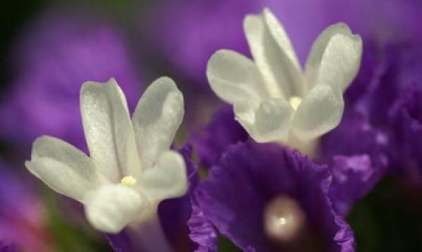 Illumination Control of Limonium sinense