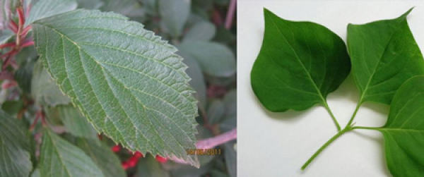 difference between vanilla and lilac leaves