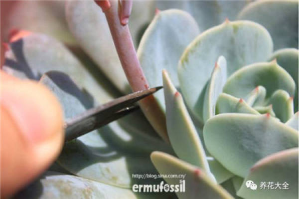 Fleshy
