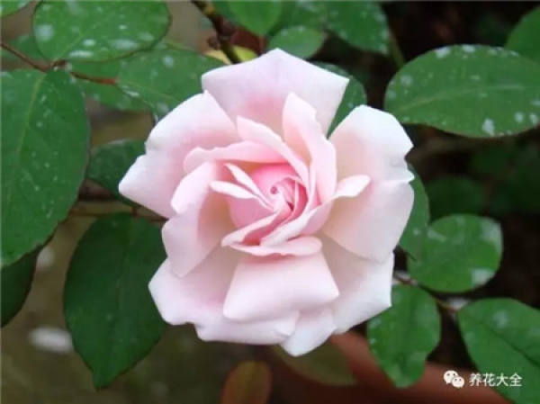 Pingtung Rose