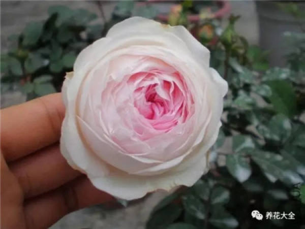 Pingtung Rose