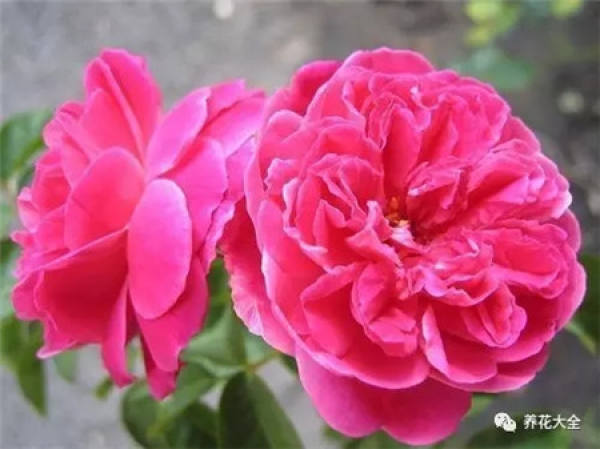 Pingtung Rose