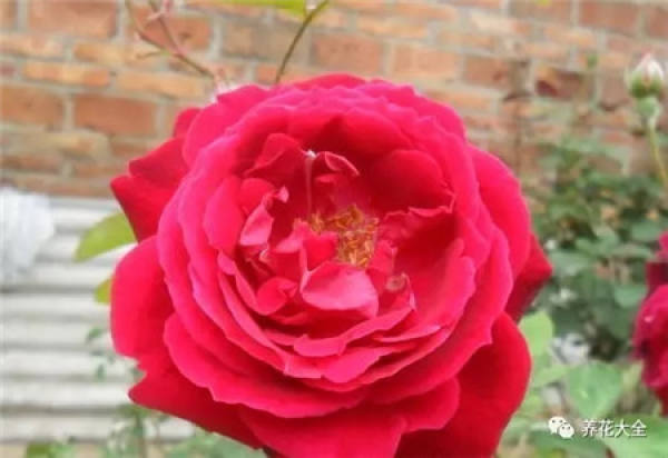 Pingtung Rose