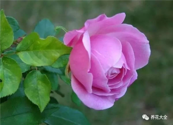 Pingtung Rose