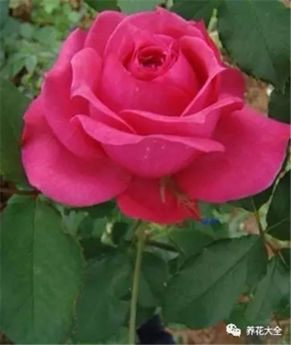 Pingtung Rose