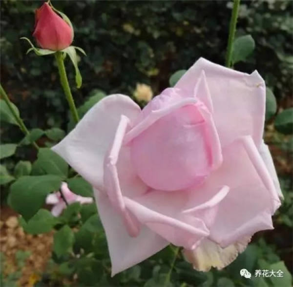 Pingtung Rose
