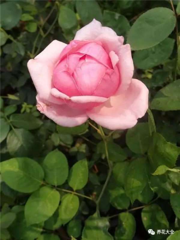 Pingtung Rose
