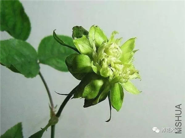Pingtung Rose