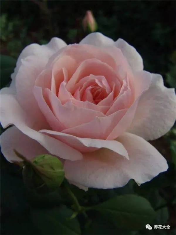 Pingtung Rose