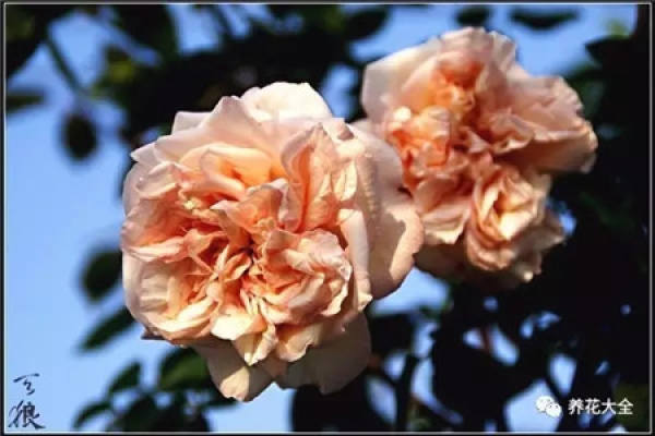 Pingtung Rose