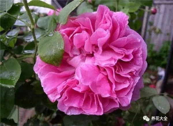 Pingtung Rose