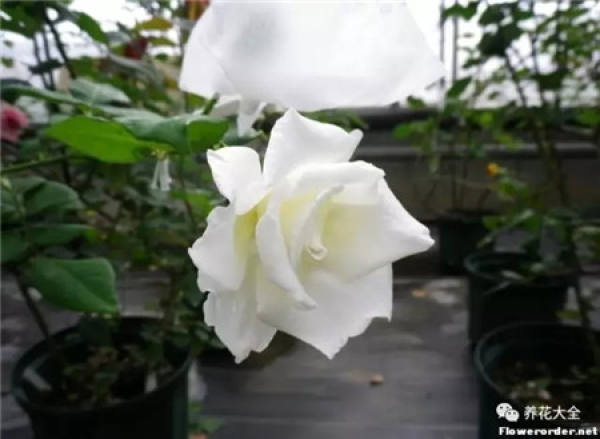Pingtung Rose