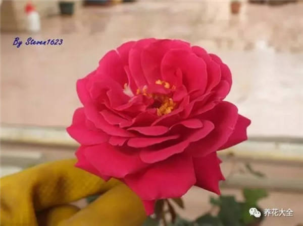 Pingtung Rose