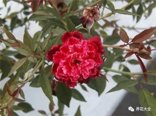 Pingtung Rose