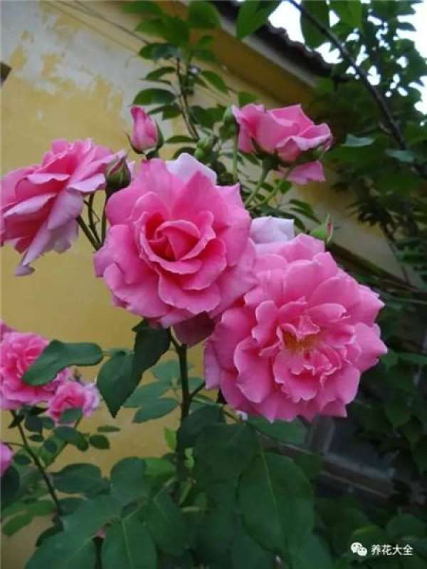 Pingtung Rose