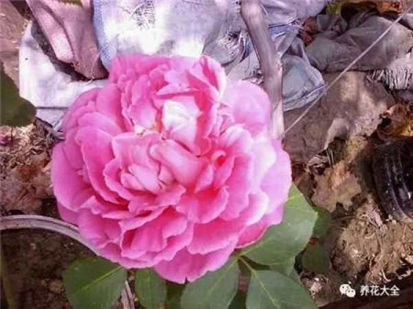 Pingtung Rose