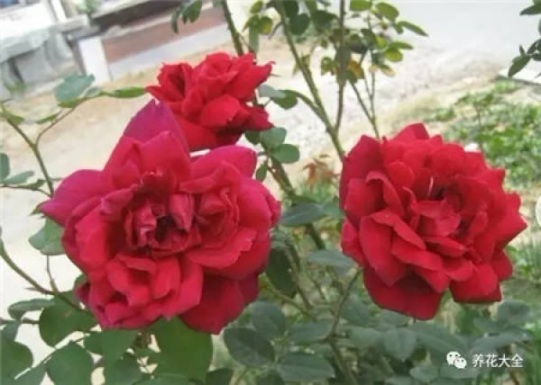 Pingtung Rose