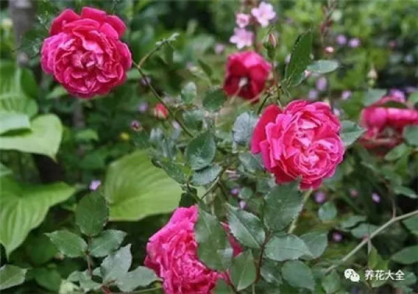 Creeping Red