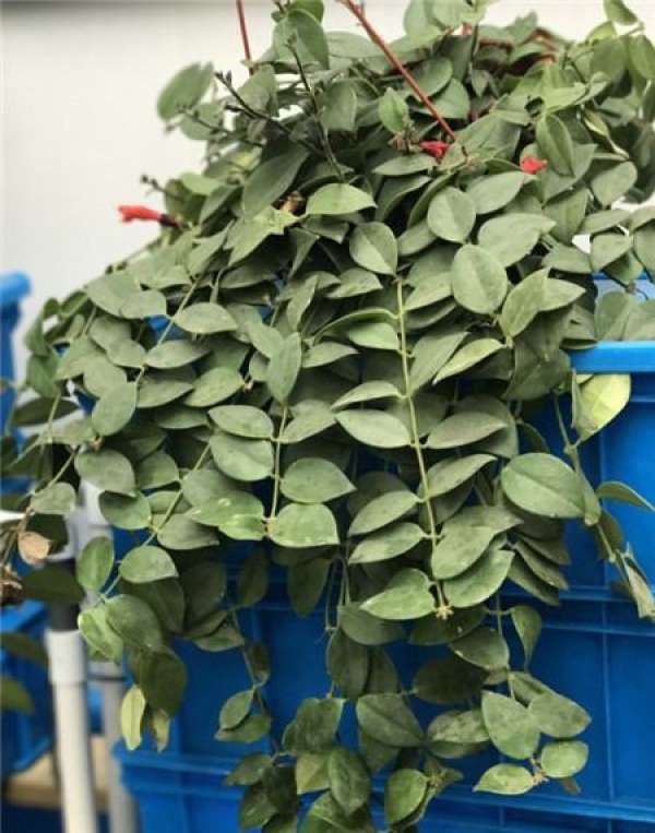 Stem cutting propagation of plant