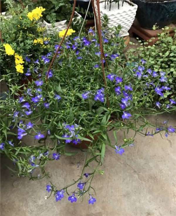 Stem cutting propagation of plant