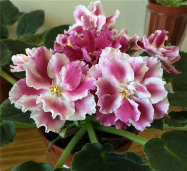 stem propagation of plants