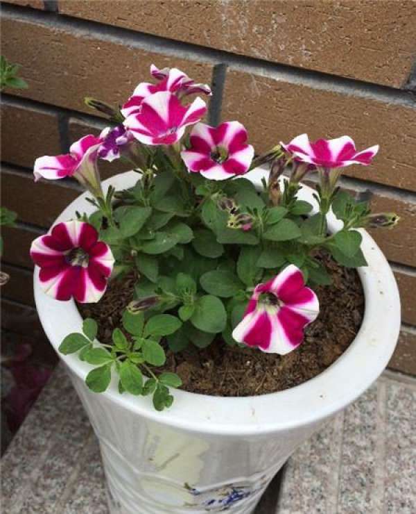 Plant scale cuttings