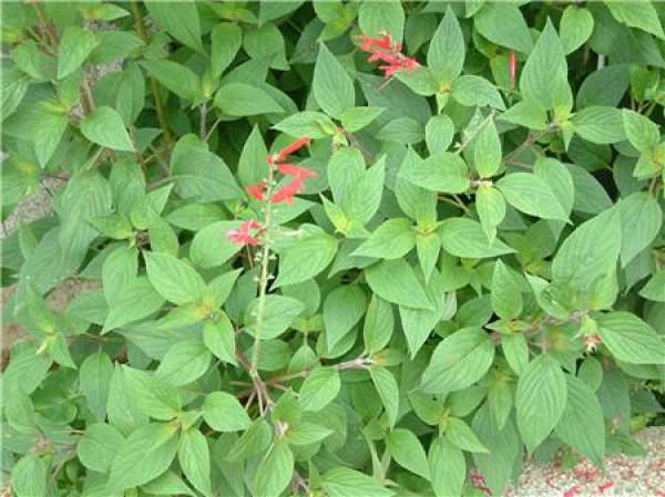 Cutting Method of Pineapple Salvia