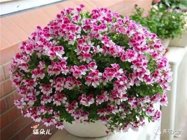 Geranium
