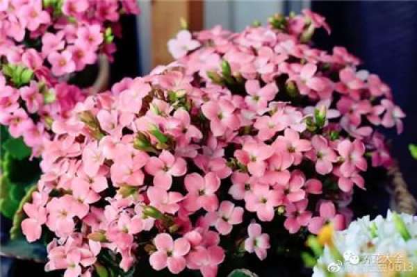 Geranium