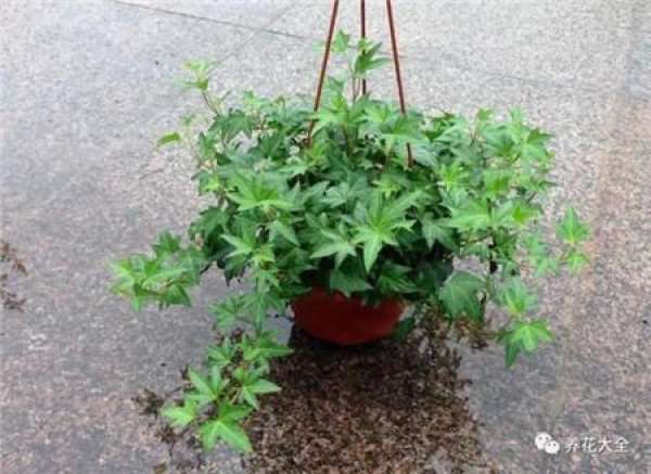 Geranium