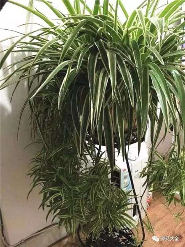 Chlorophytum comosum