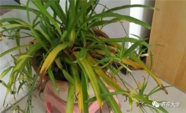 Leaf tips yellowing, pruning yellow leaves